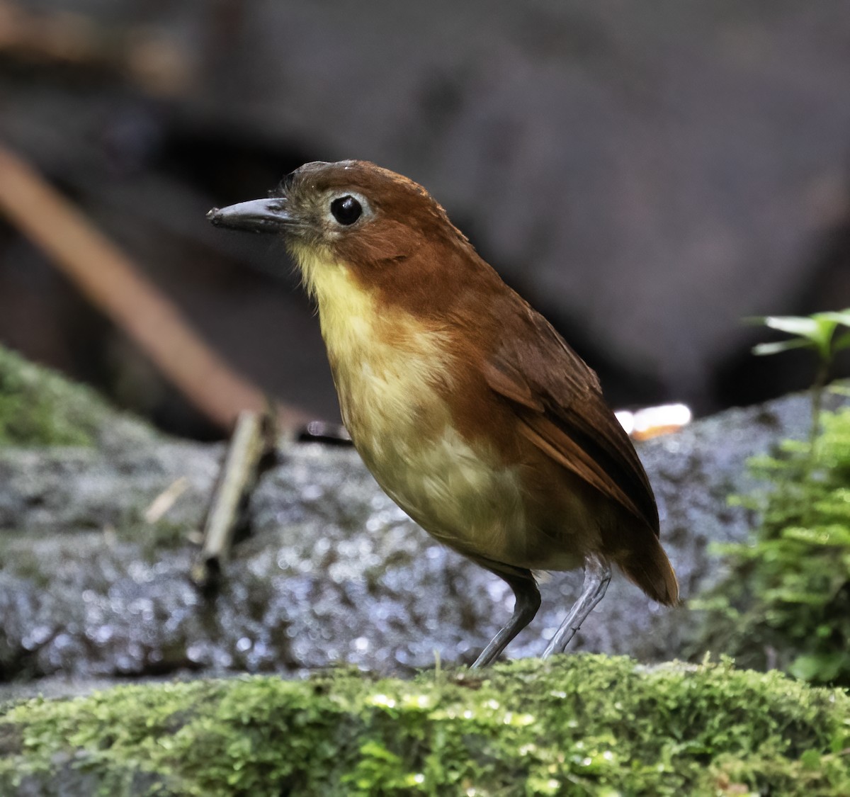 Tororoí Pechiamarillo - ML646596901