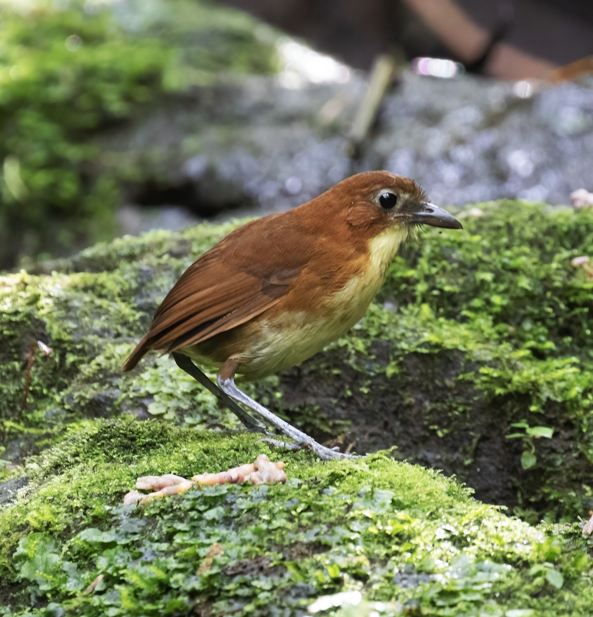 Tororoí Pechiamarillo - ML646596902