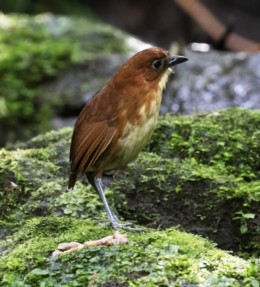 Tororoí Pechiamarillo - ML646596903