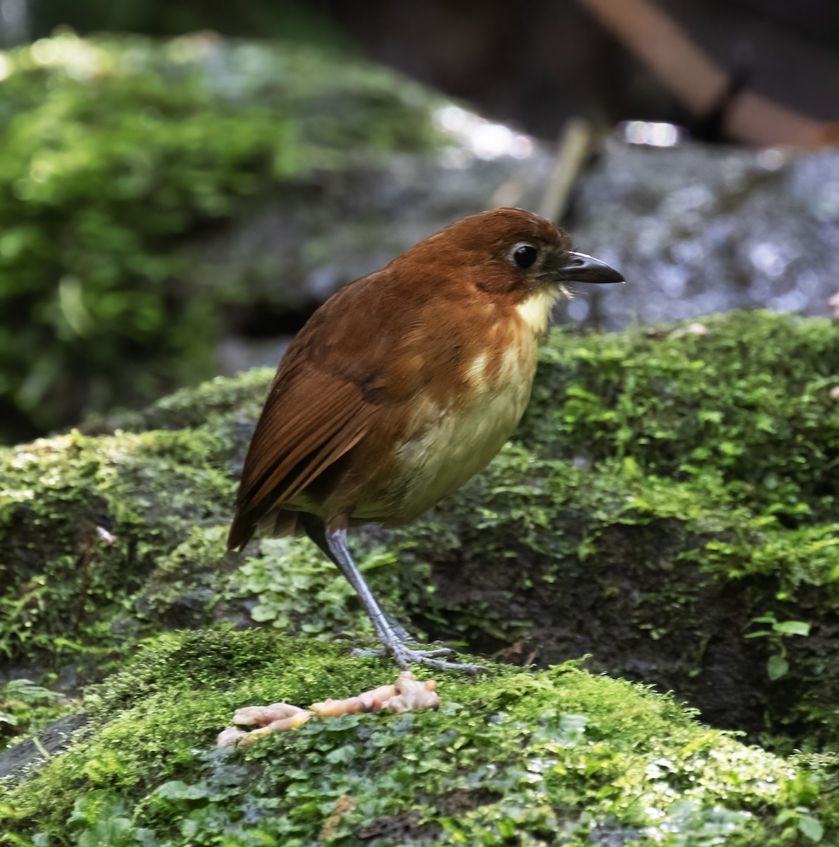 Tororoí Pechiamarillo - ML646596904