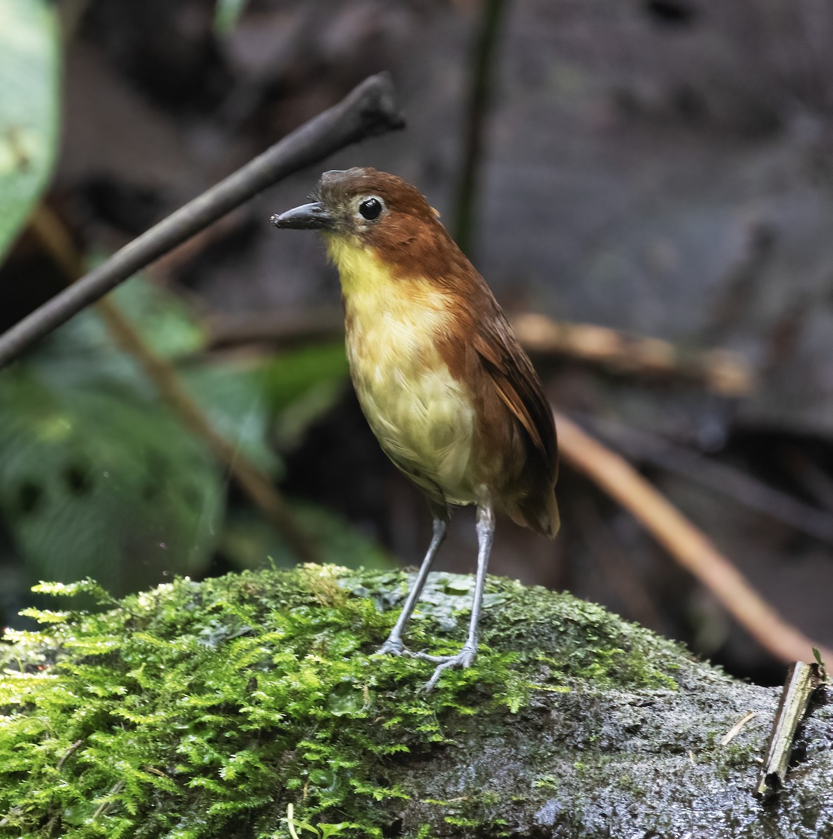 Tororoí Pechiamarillo - ML646596905