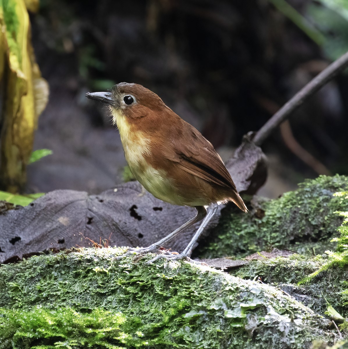 Tororoí Pechiamarillo - ML646596906