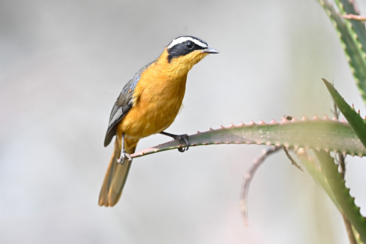 Cosifa de Heuglin - ML646596908