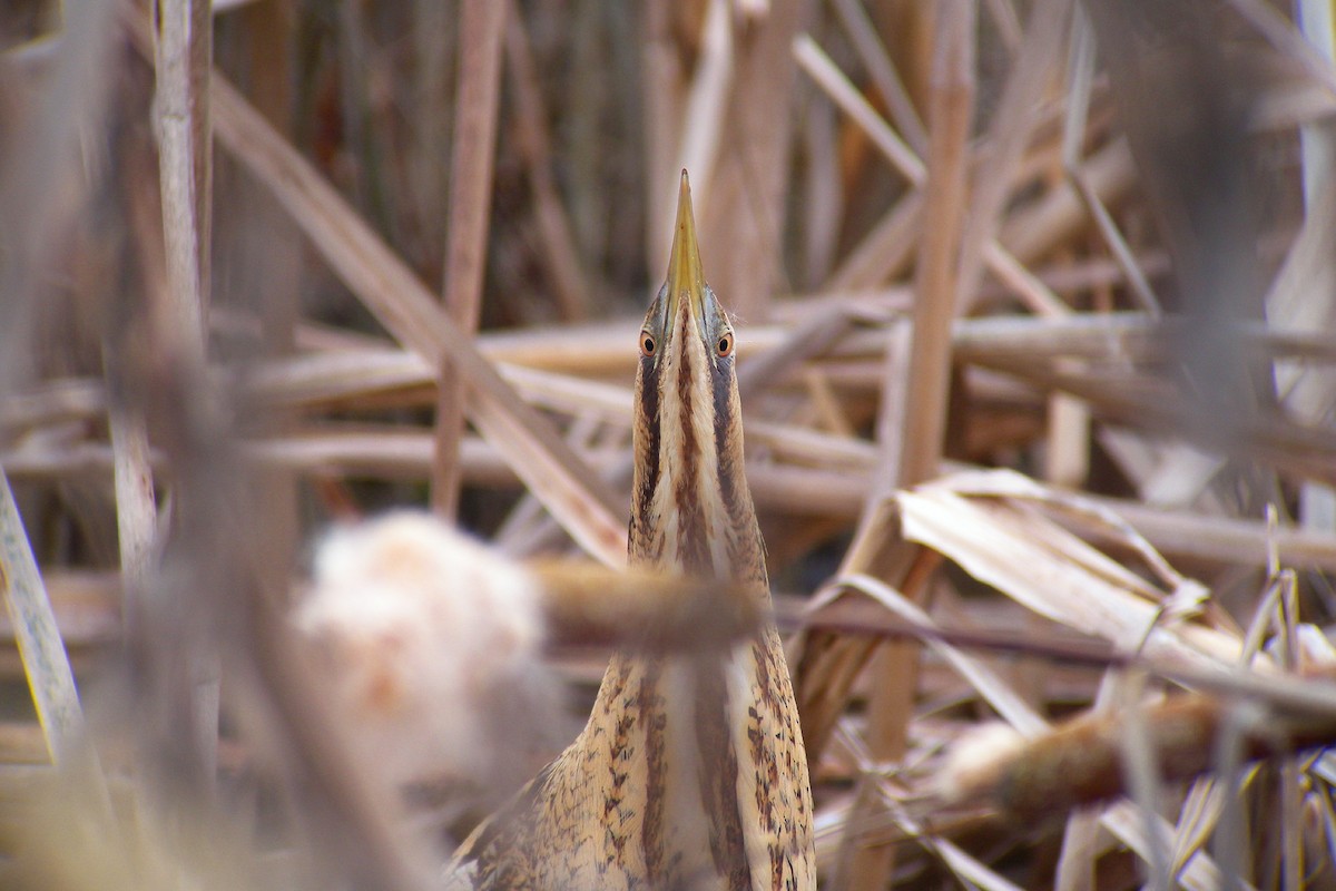 Avetoro Común - ML646596909