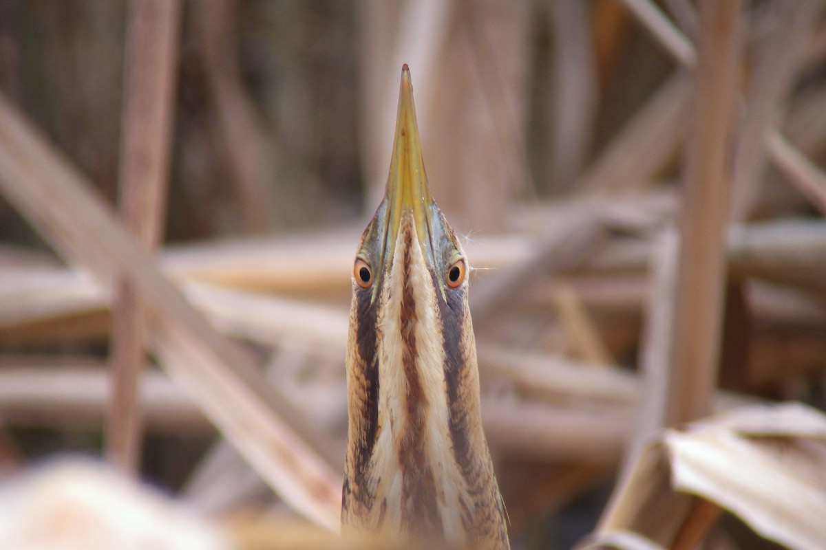 Avetoro Común - ML646596910