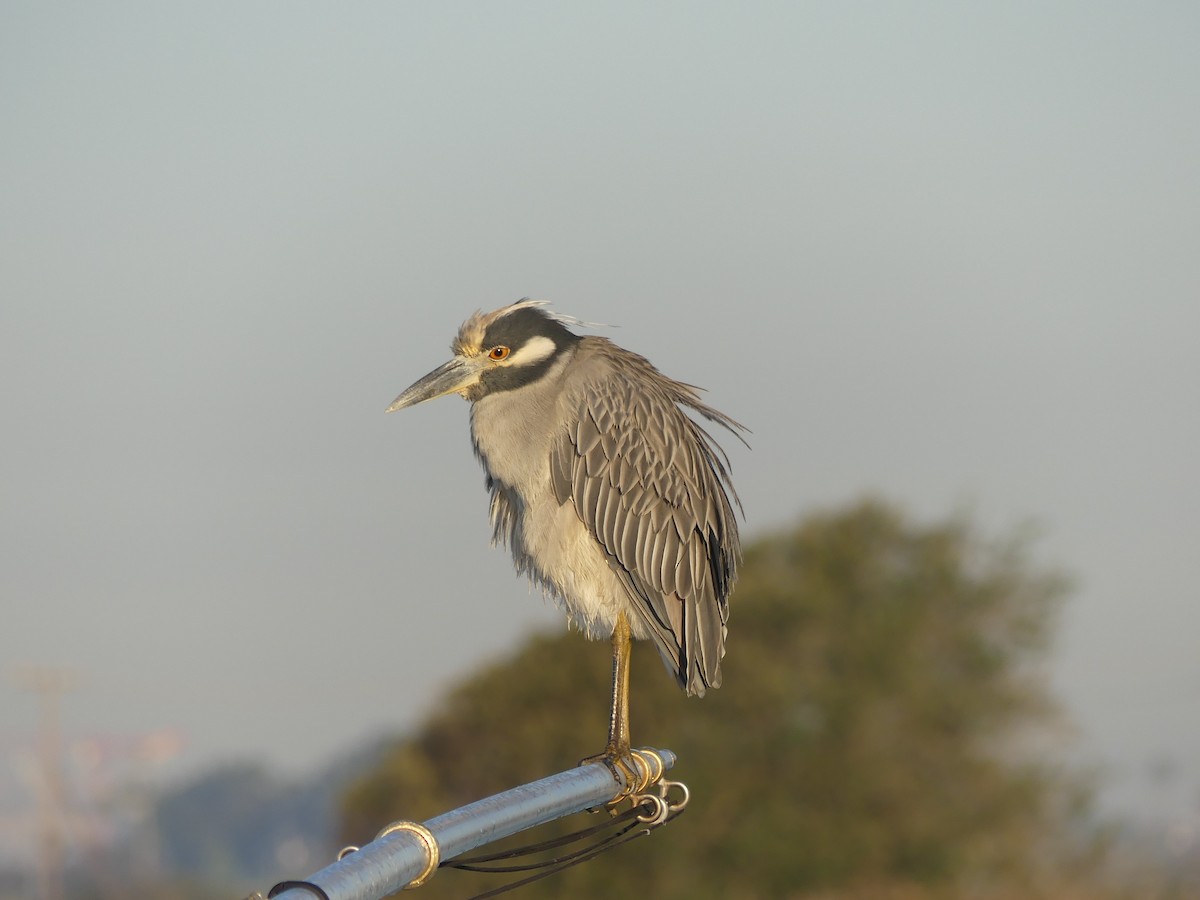 Martinete Coronado - ML646596911