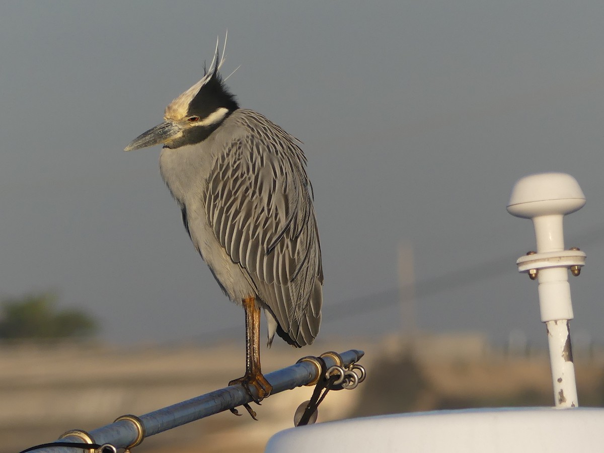 Martinete Coronado - ML646596912