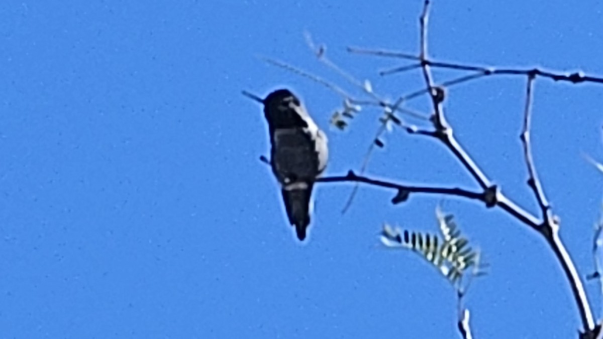 Colibrí de Costa - ML646596913