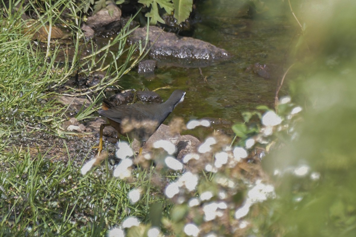 Gallineta Pechiblanca - ML646596915