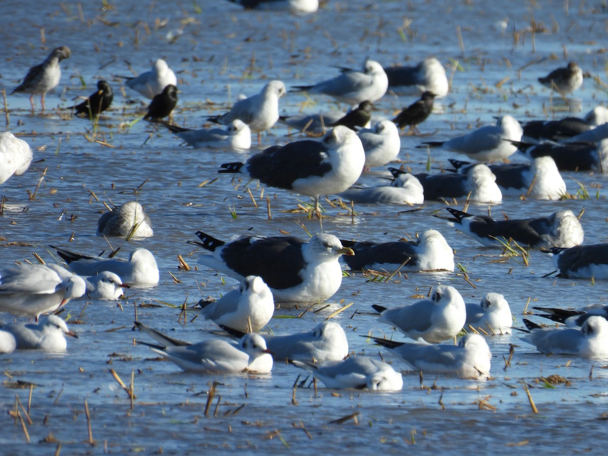 Gaviota Sombría - ML646596916