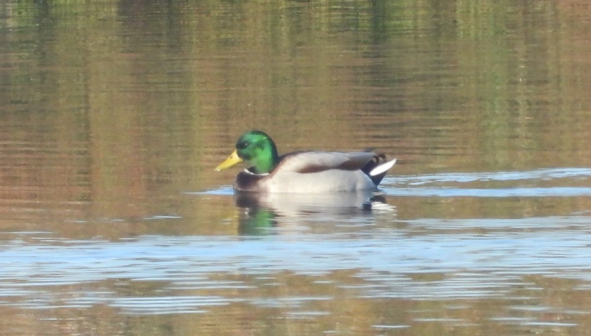 Ánade Azulón - ML646596918