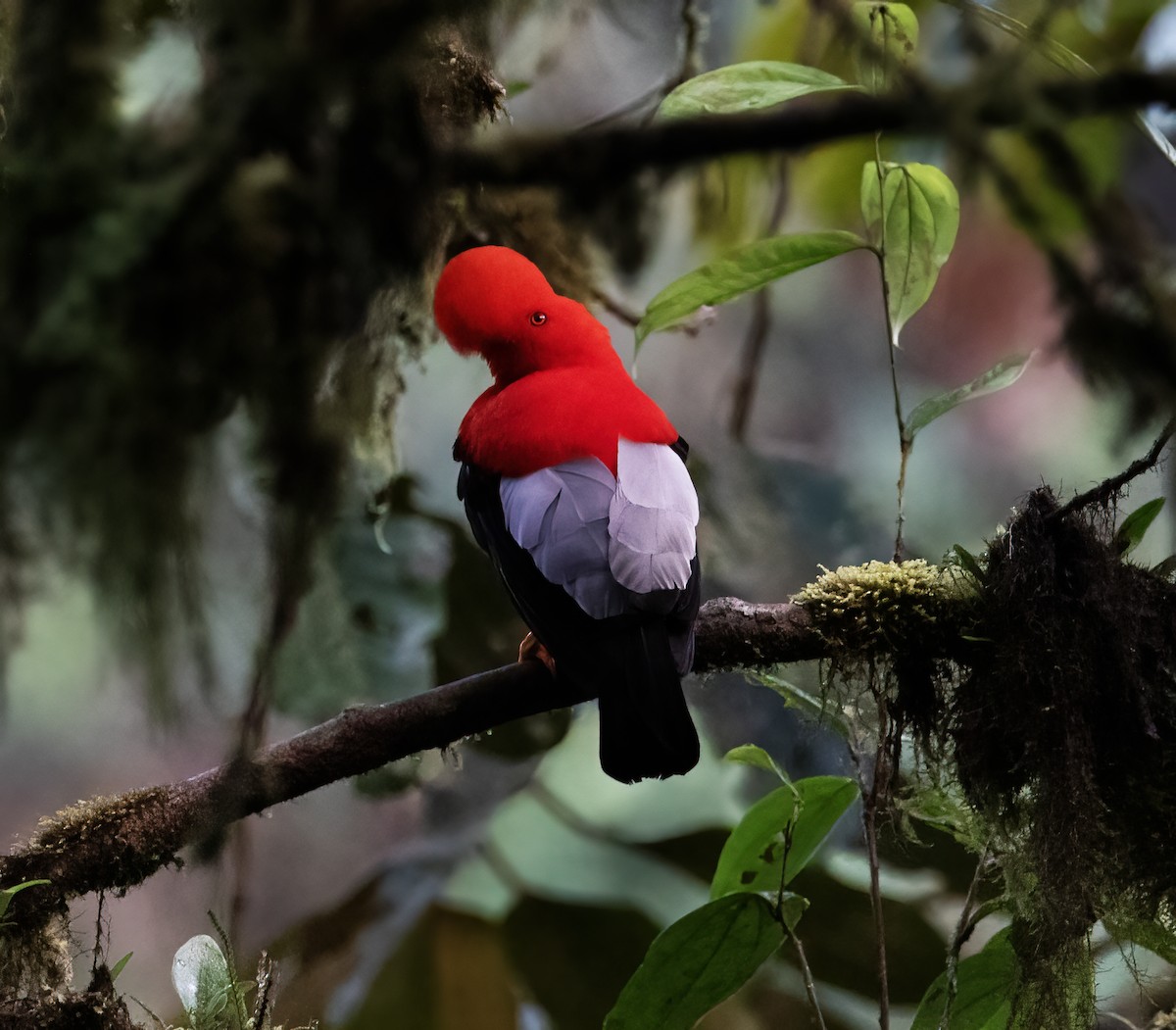 Gallito de las Rocas Peruano - ML646596920