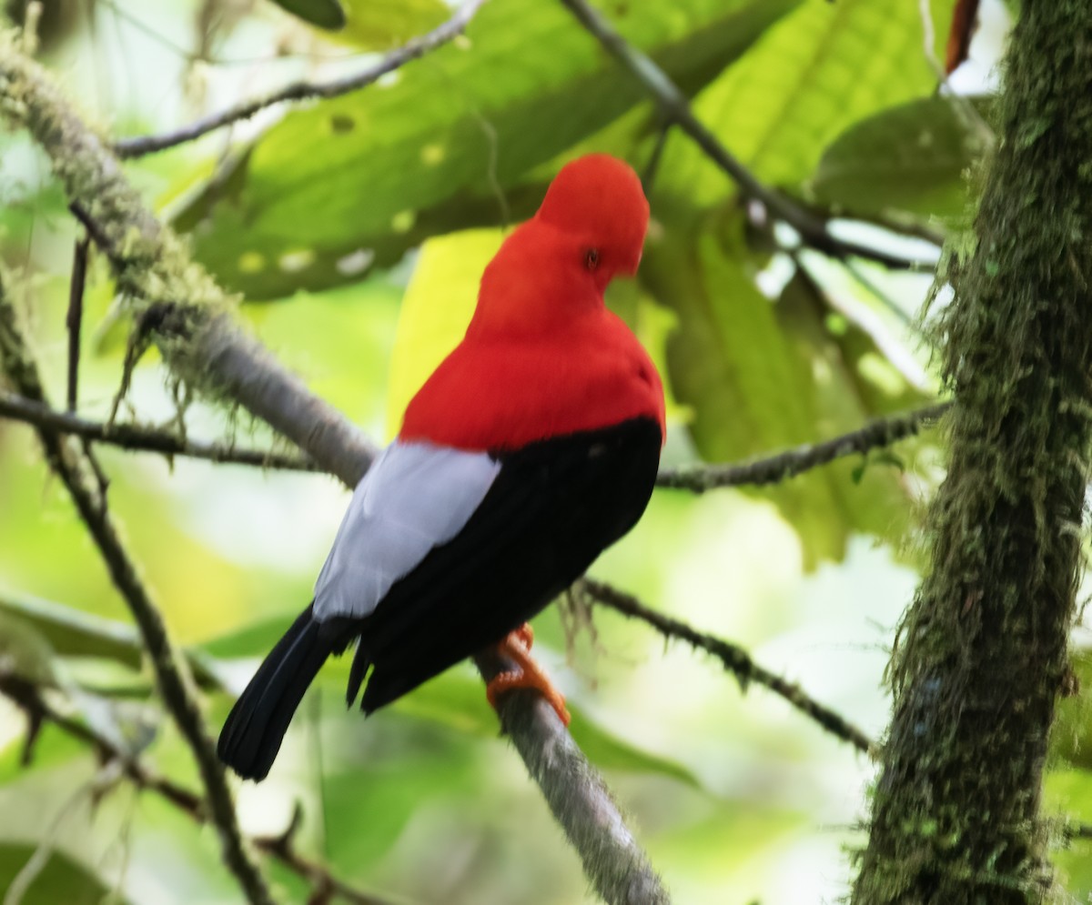 Gallito de las Rocas Peruano - ML646596921