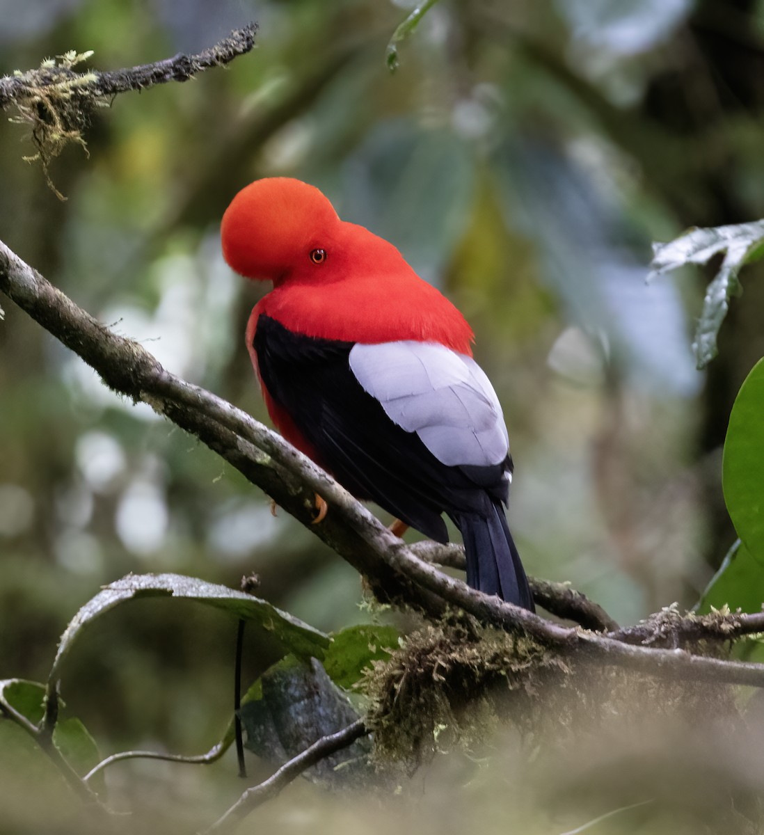 Gallito de las Rocas Peruano - ML646596922