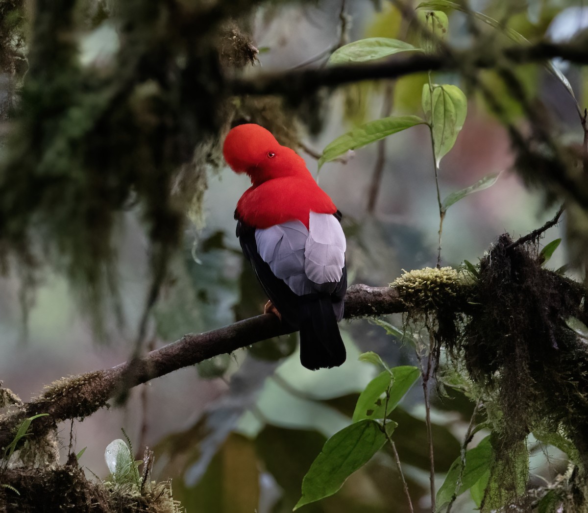 Gallito de las Rocas Peruano - ML646596923
