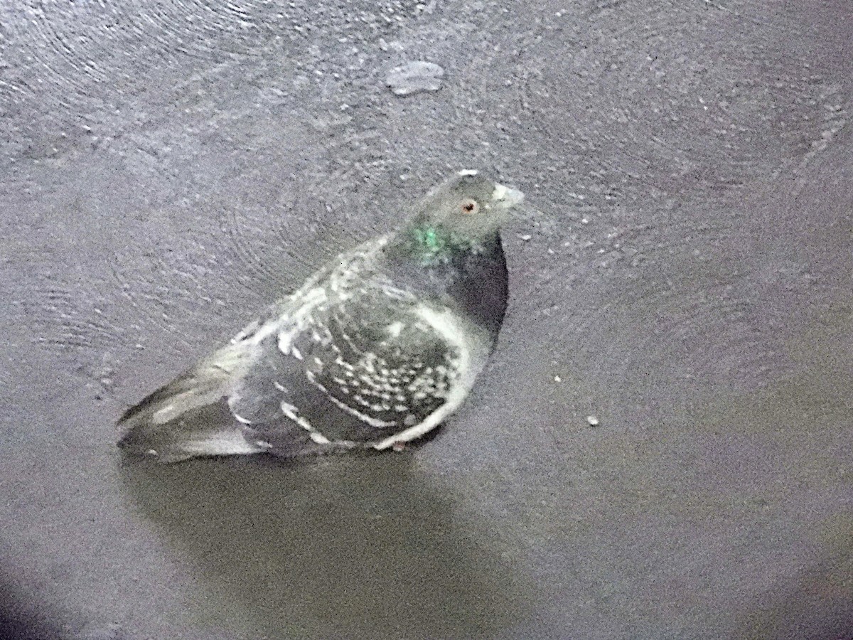 Paloma Bravía (variedad doméstica) - ML646596924