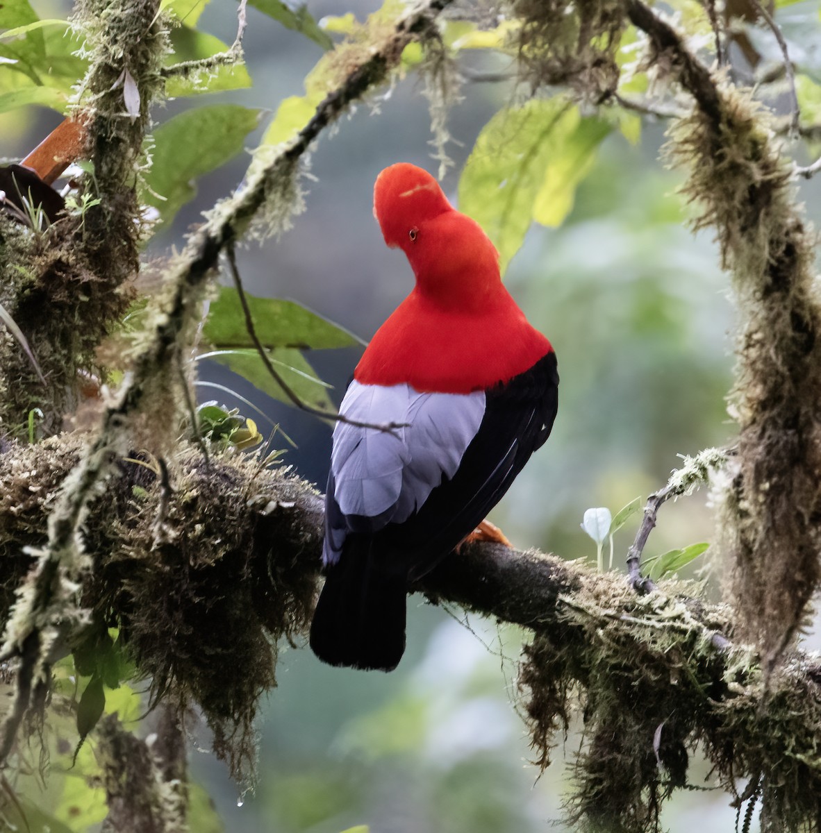 Gallito de las Rocas Peruano - ML646596925