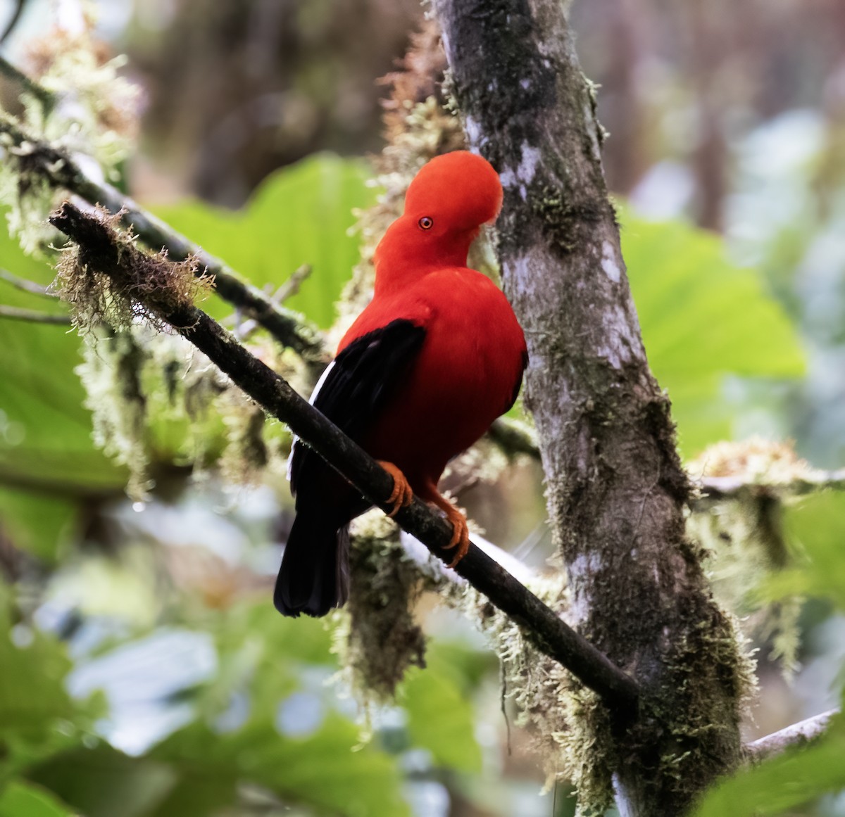 Gallito de las Rocas Peruano - ML646596926