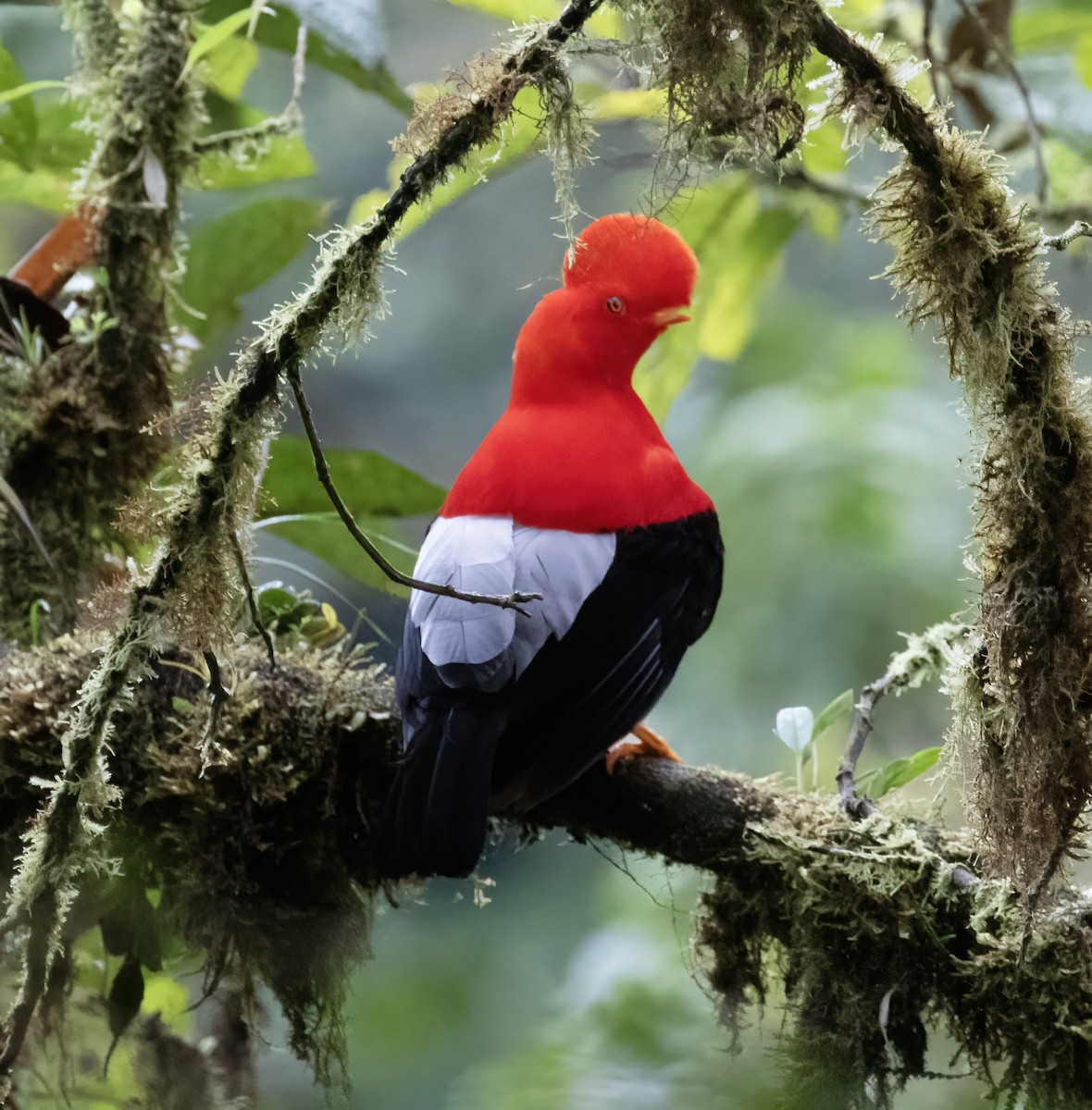 Gallito de las Rocas Peruano - ML646596927