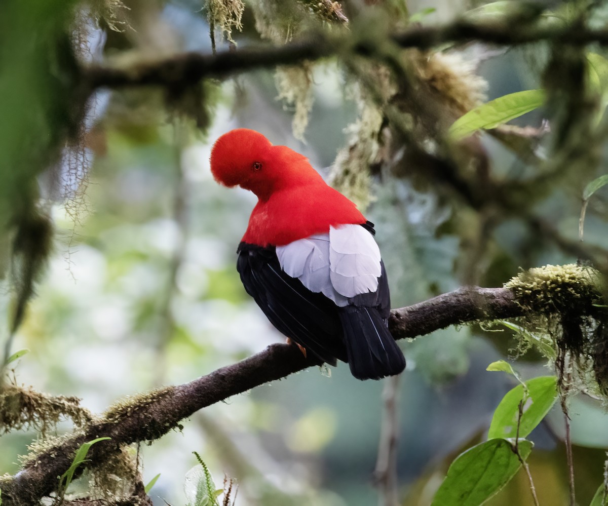 Gallito de las Rocas Peruano - ML646596928