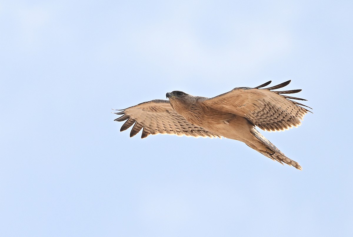 Águila Perdicera - ML646596933