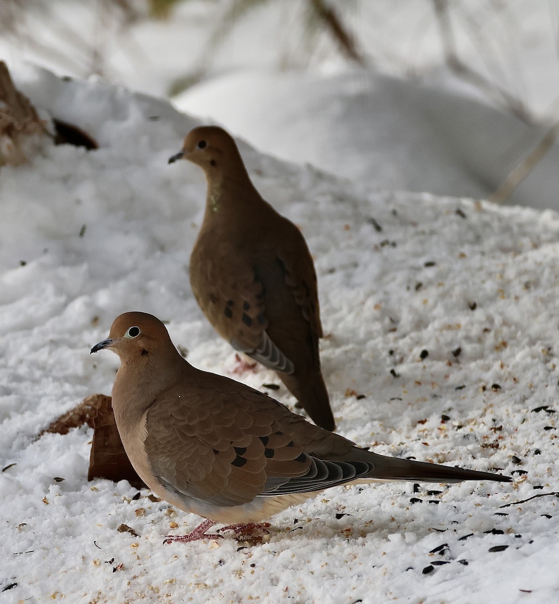 Mourning Dove - ML646596934