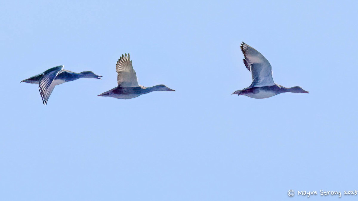 Ánade Friso - ML646596935