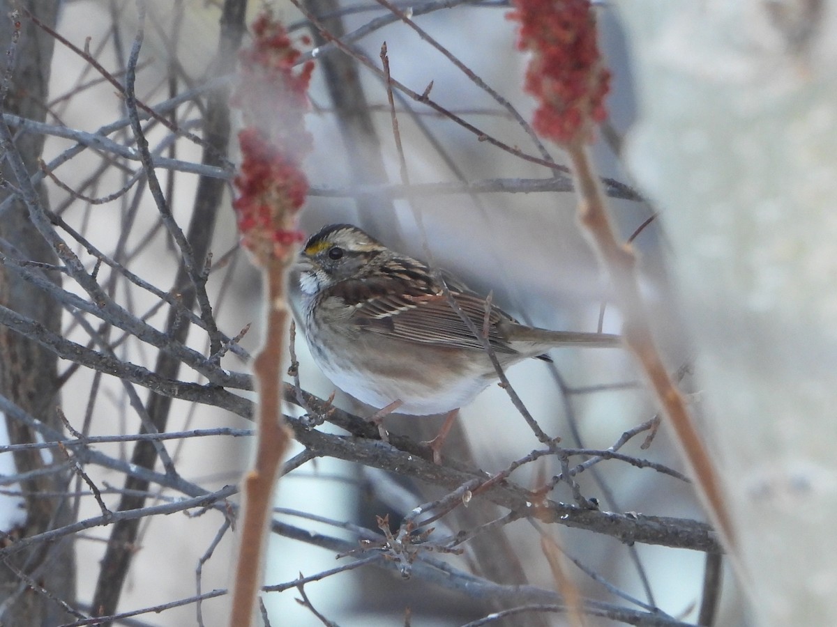 Chingolo Gorjiblanco - ML646596936