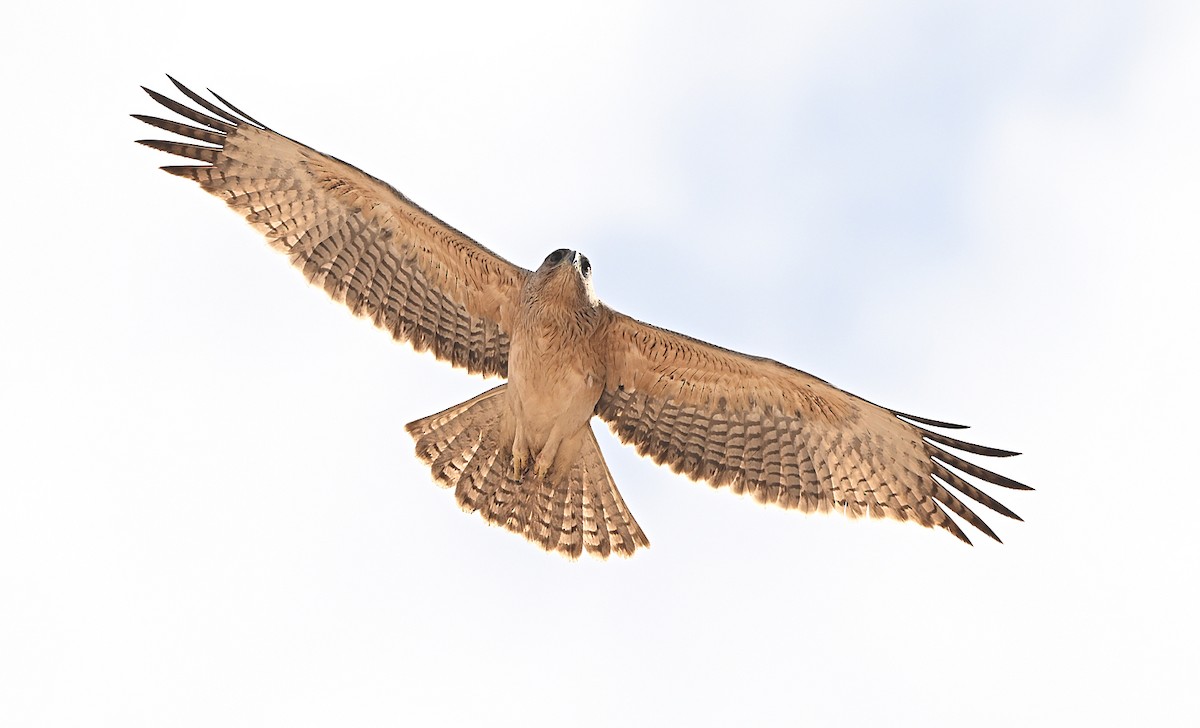 Ястребиный орёл - ML646596938