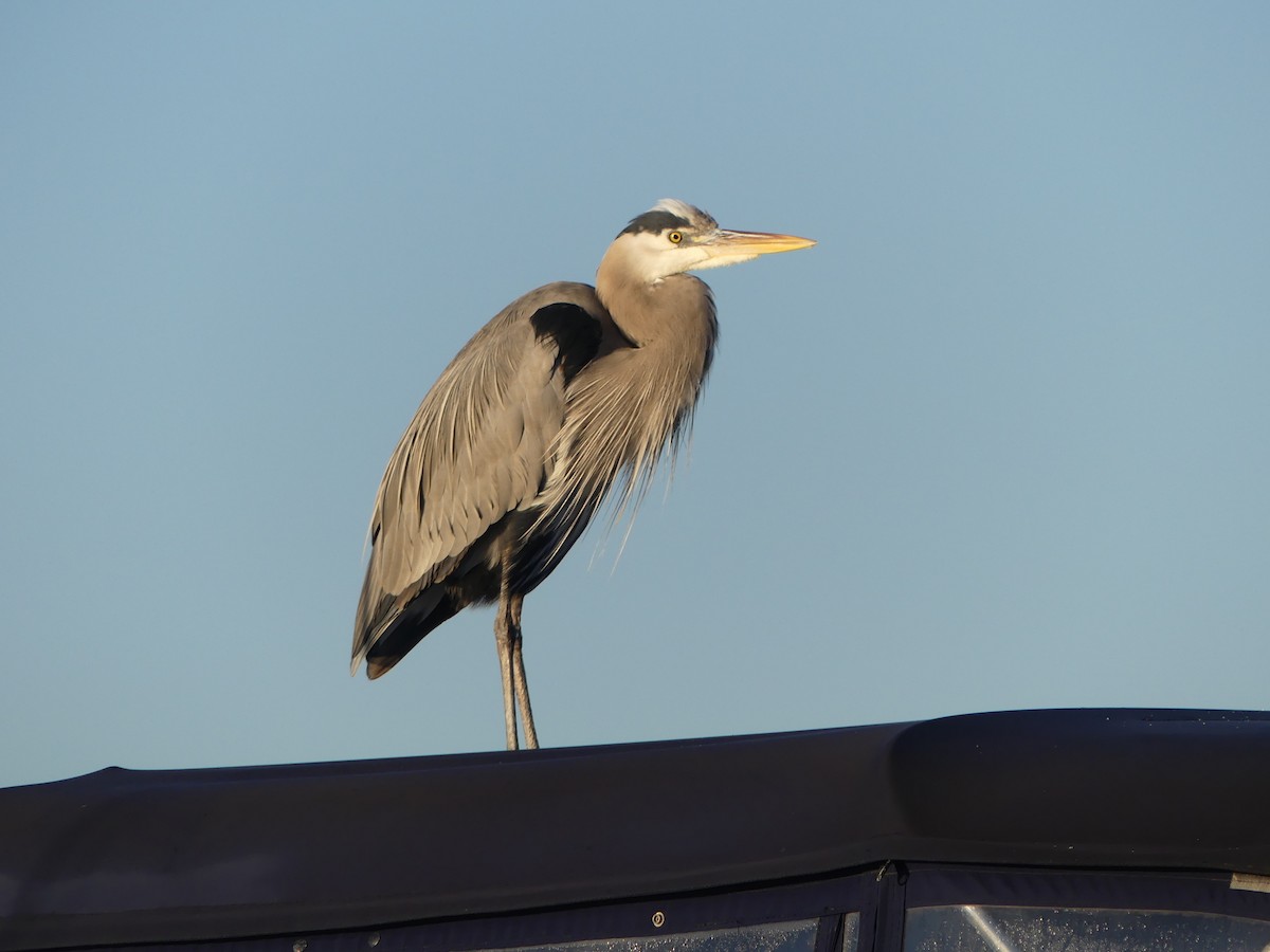 Great Blue Heron - ML646596949
