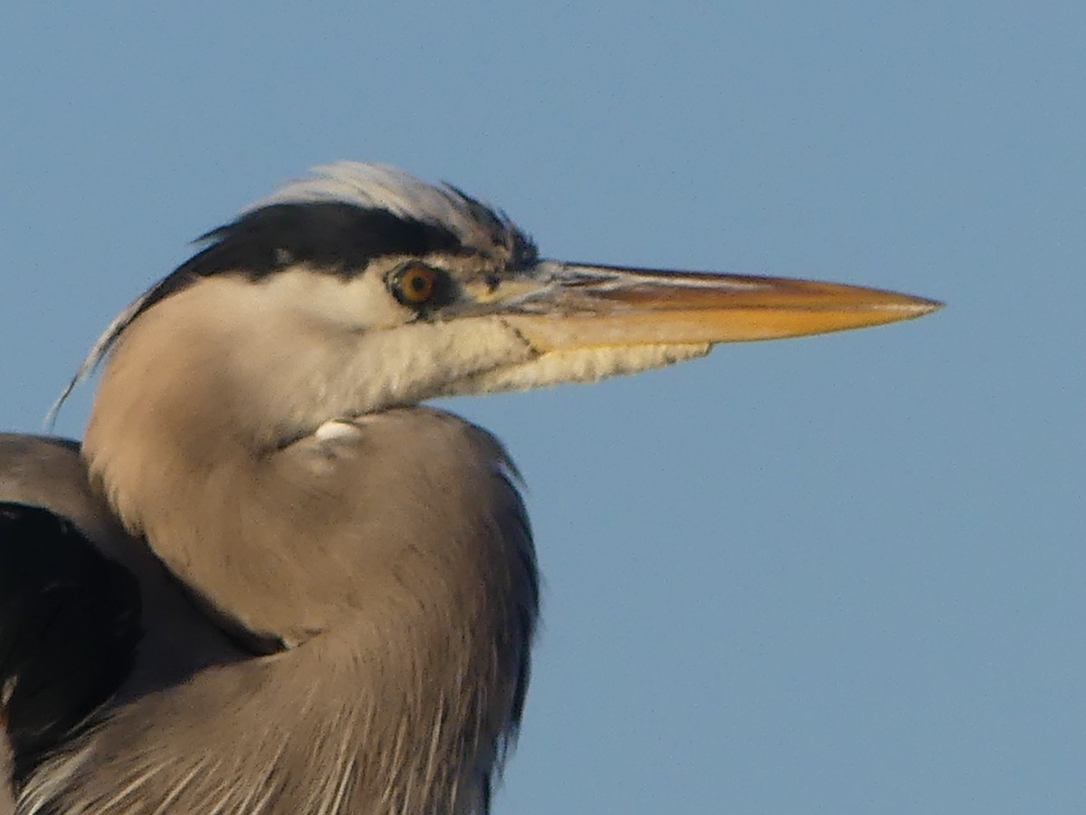 Great Blue Heron - ML646596950