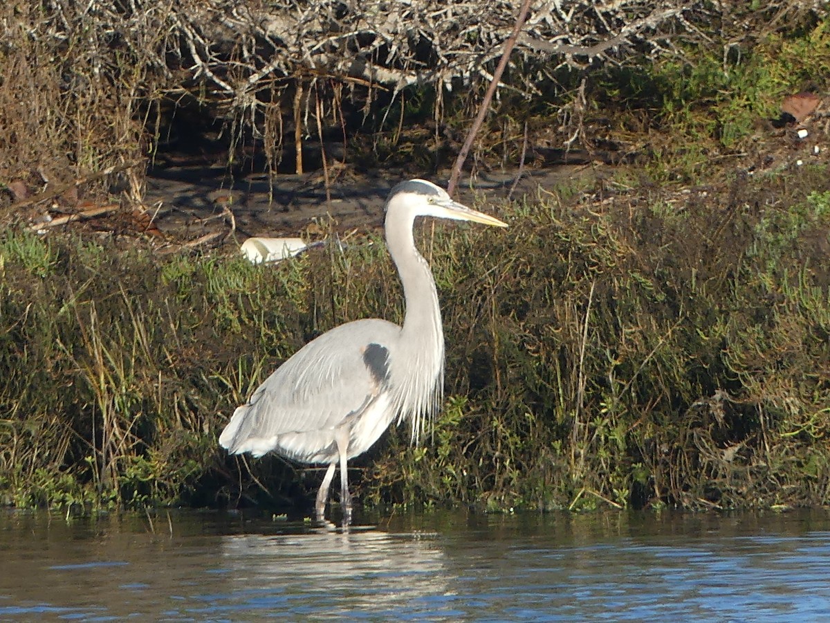 Great Blue Heron - ML646596951