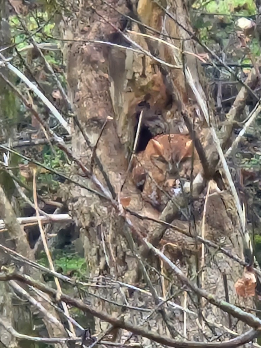 Eastern Screech-Owl - ML646596957