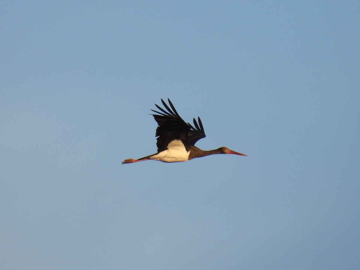 ナベコウ - ML646596958