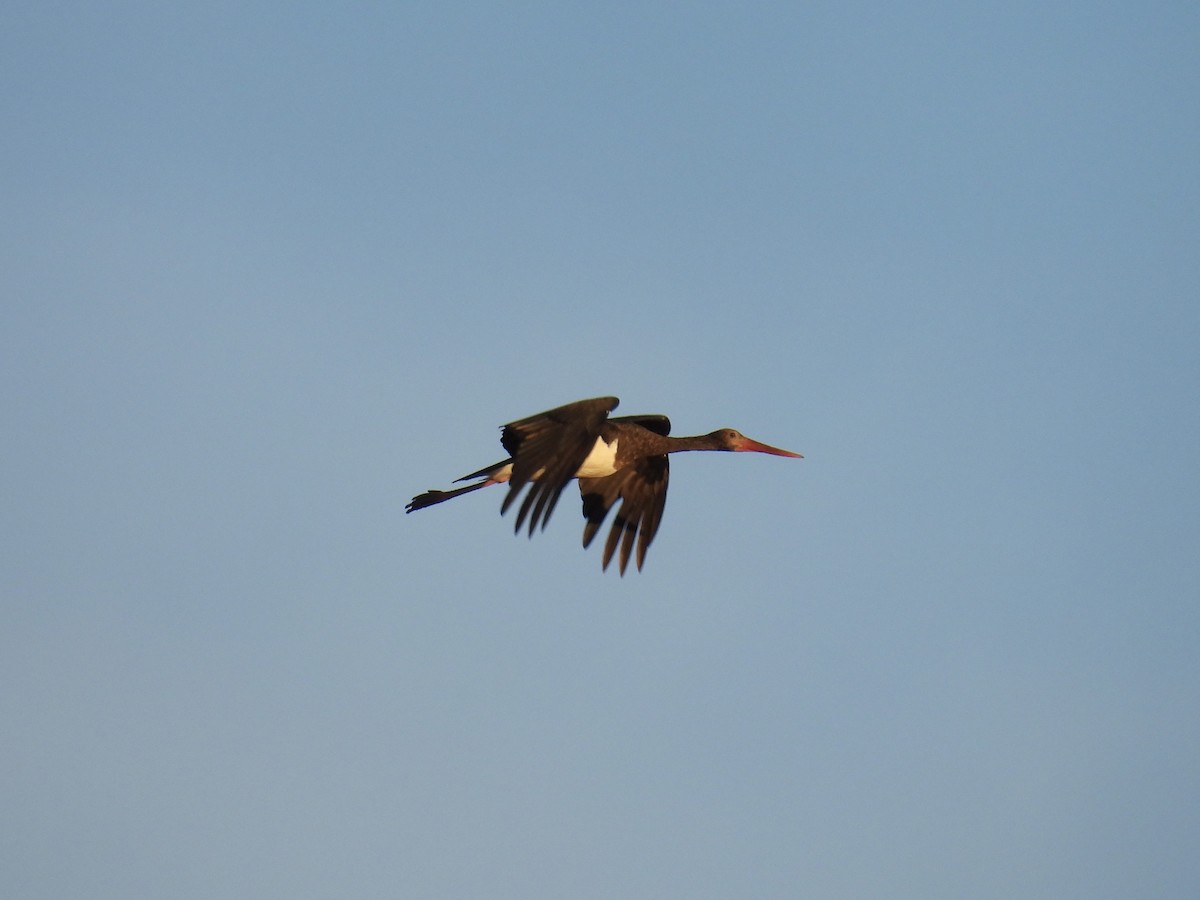 ナベコウ - ML646596959