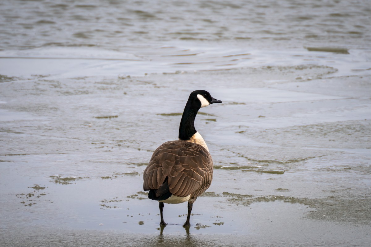 berneška velká - ML646596966