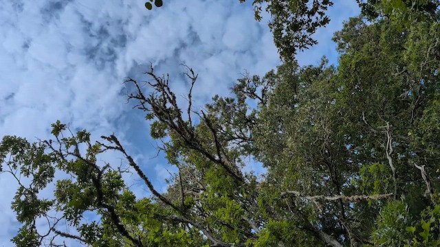 Pharaoh Cicada - ML646596969