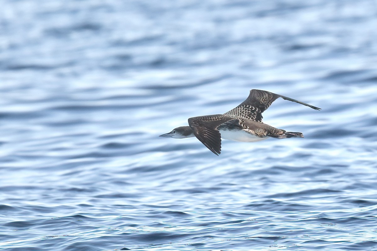 Common Loon - ML646596972