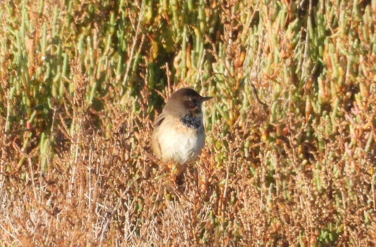 Bluethroat - ML646596973