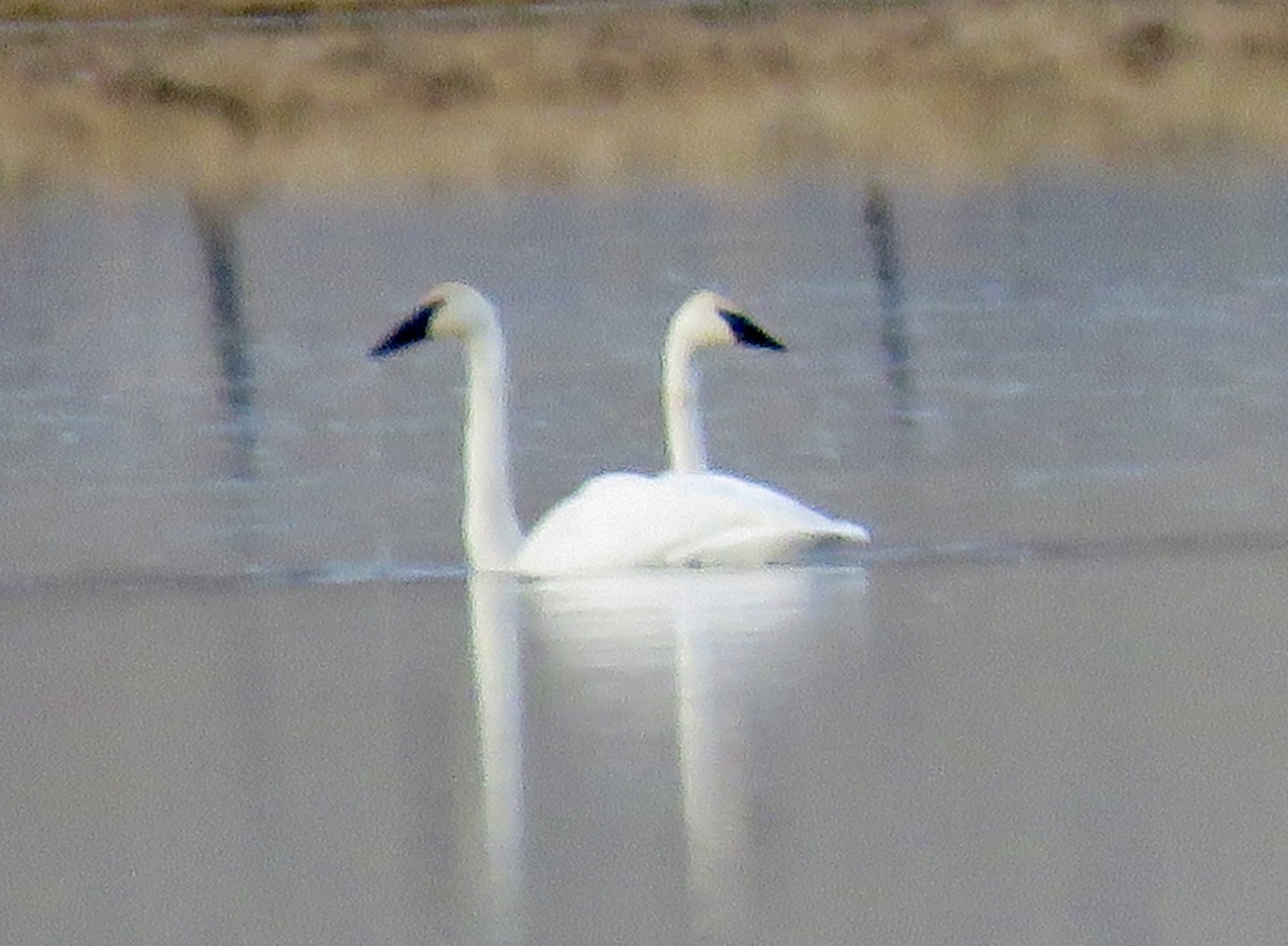 Trumpeter Swan - ML646596974
