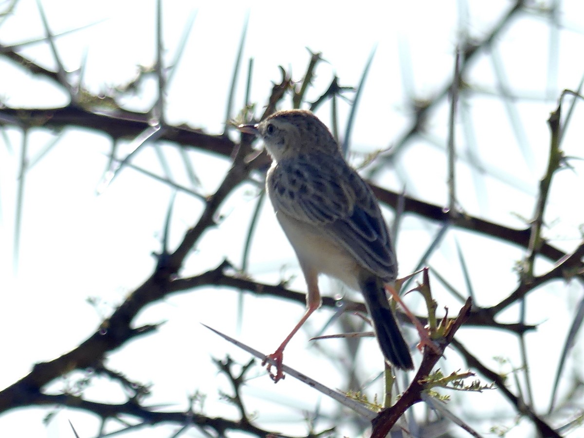 Desert Cisticola - ML646596976