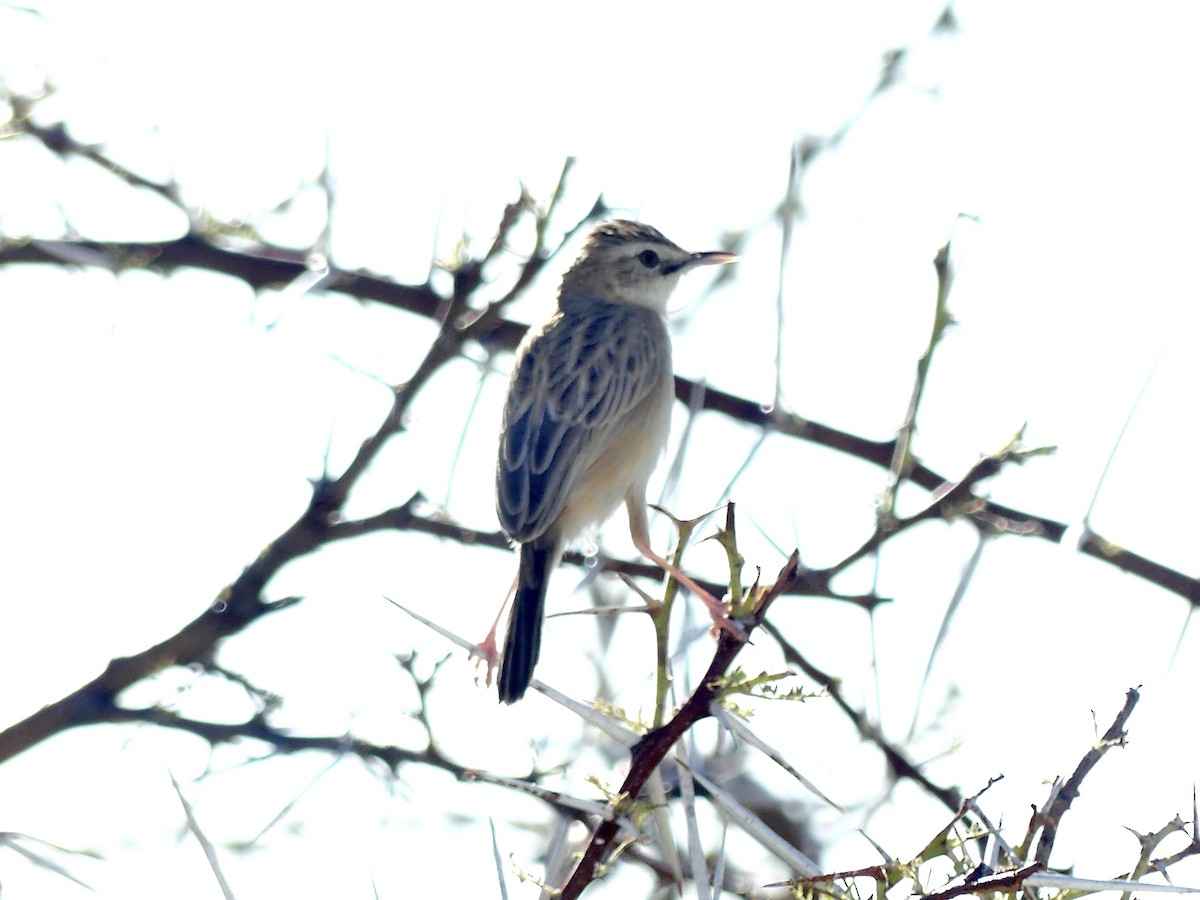 Desert Cisticola - ML646596977