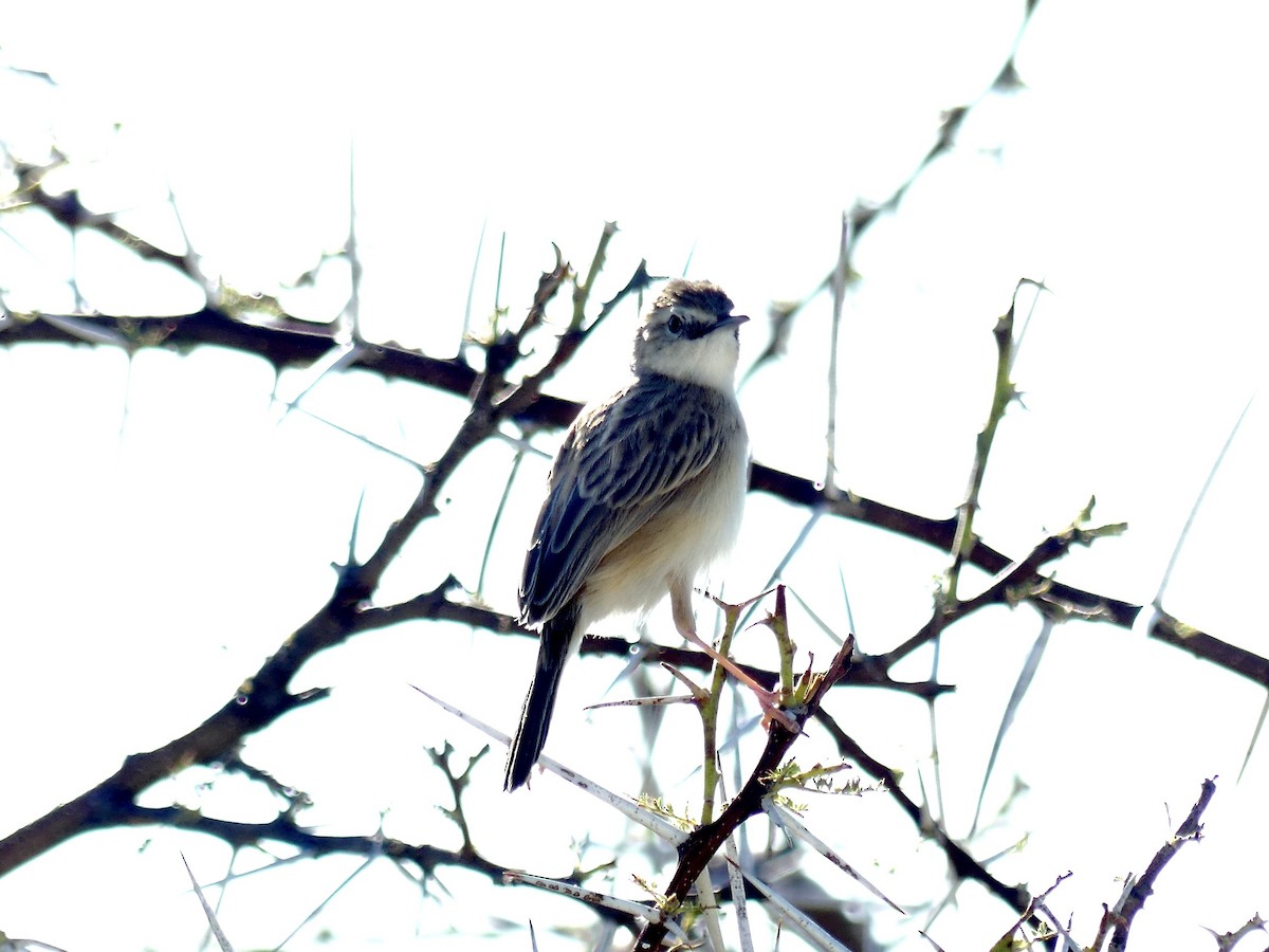 Desert Cisticola - ML646596978