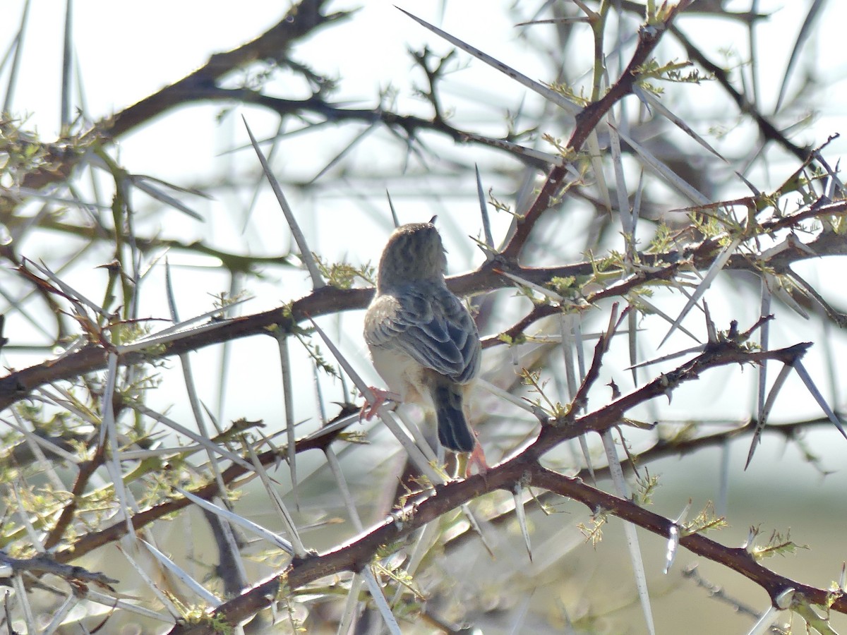 Desert Cisticola - ML646596979