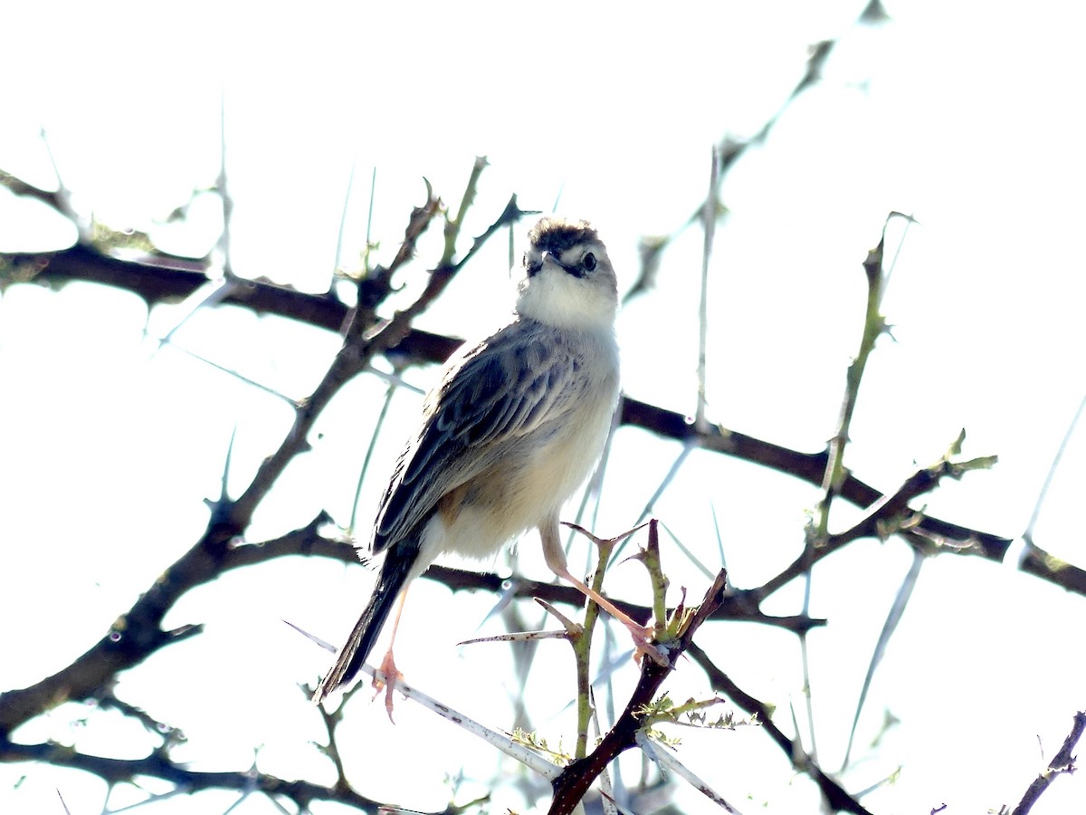 Desert Cisticola - ML646596980