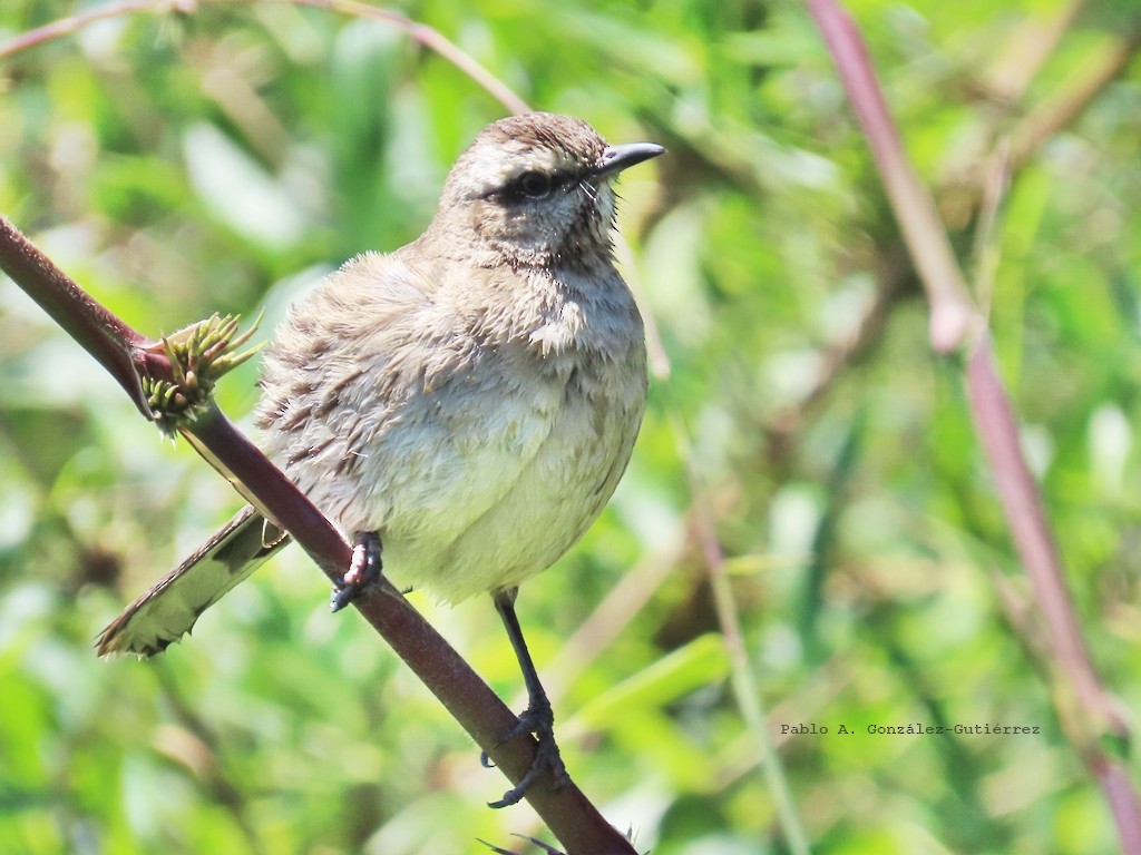 Chilean Mockingbird - ML646596983