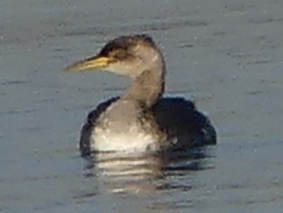 Svasso collorosso - ML646596987