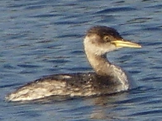 Svasso collorosso - ML646596988