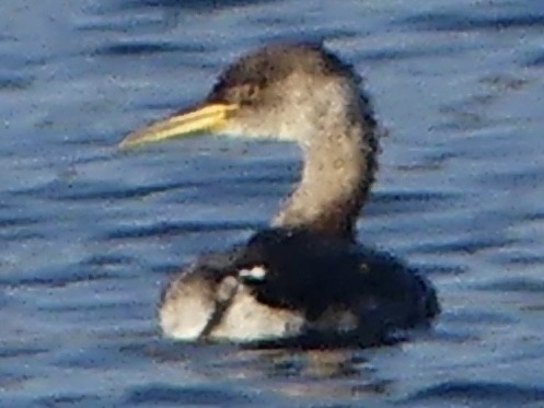 Svasso collorosso - ML646596989