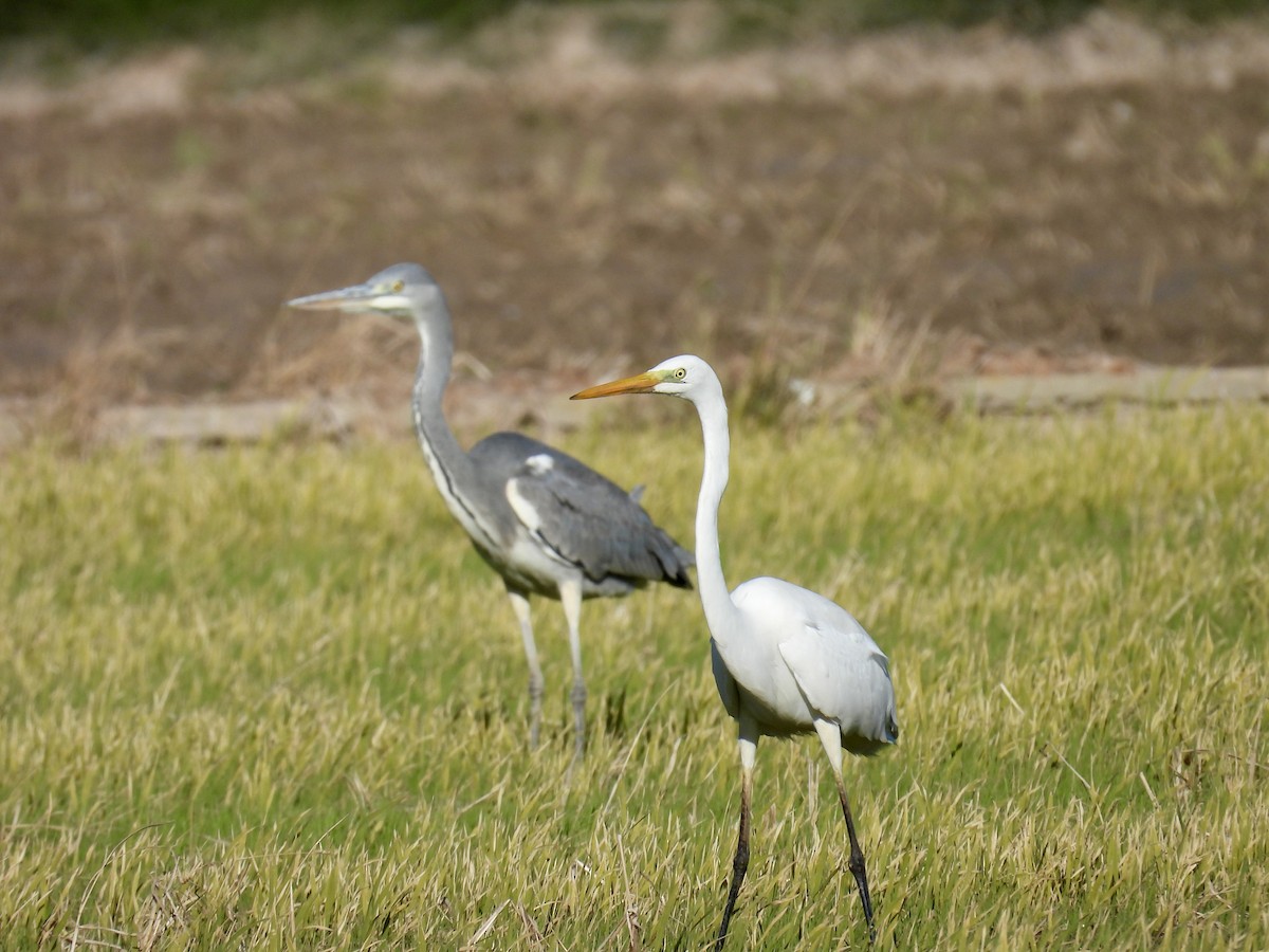 ダイサギ - ML646596990